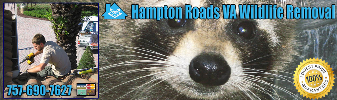 Hampton Roads Wildlife and Animal Removal